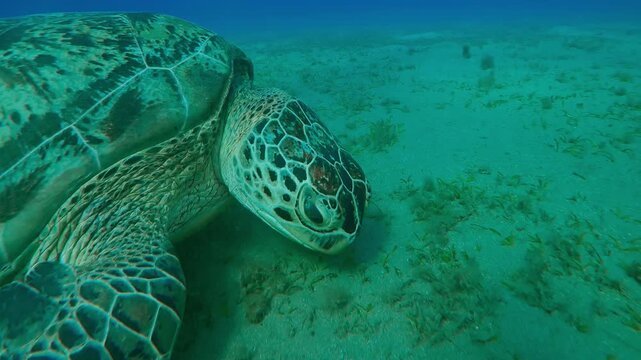 Portrait of Sea turtle eating green sea grass on seagrass meadow, Close-up, Slow motion of Great Green Sea Turtle, Chelonia mydas on seabed