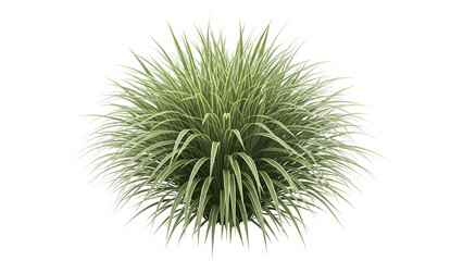 Lush Variegated Ornamental Grass Bush Isolated on transparent   Background