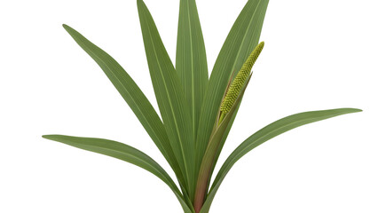 Obraz premium Vibrant Green Botanical Plant with Textured Inflorescence Isolated on transparent Background
