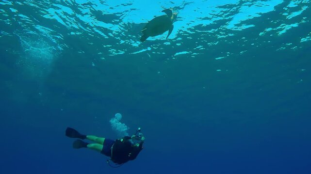 Scuba diver swims and filming Sea turtle floating on turquoise water surface, Wide-angle shot, Slow motion of Great Green Sea Turtle, Chelonia mydas swims in the blue deep water