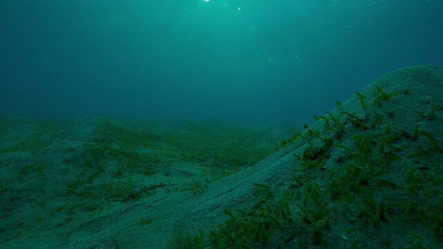 Forward movement over seabed in sunbeams at sunset, Camera moves forwards above hilly sand bottom covered with green sea grass in the evening light, Natural background of underwater desert scenery