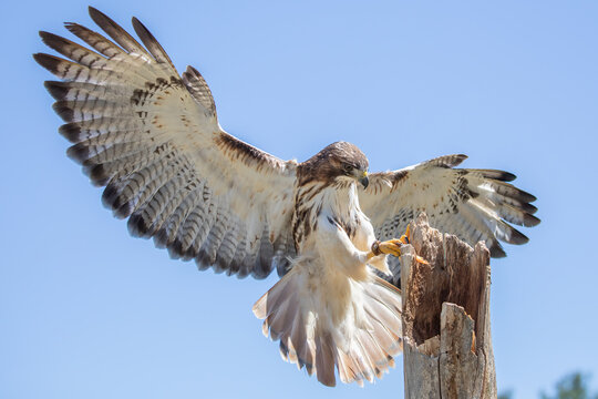 Red-tailed Hawk, Buteo jamaicensis