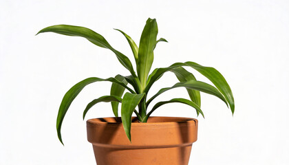 Fototapeta premium Green Indoor Houseplant Isolated on White Background