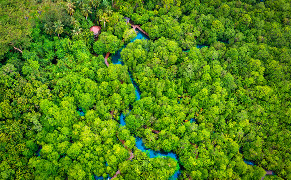 Aerial view image of Tha Pom Klong Song Nam mangrove forest or Emerald pool is unseen pool in mangrove forest at Krabi, Thailand