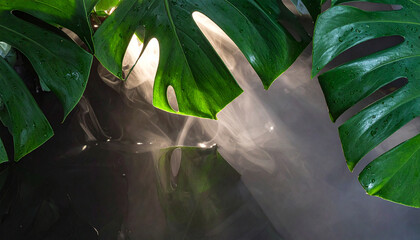 Close up of wet green monstera leaves with sunlight filtering through and mist rising from dark water Keywords