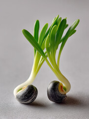 Naklejka premium Two sprouted wheat seeds with green shoots, fresh growth, healthy organic agriculture, closeup on gray background