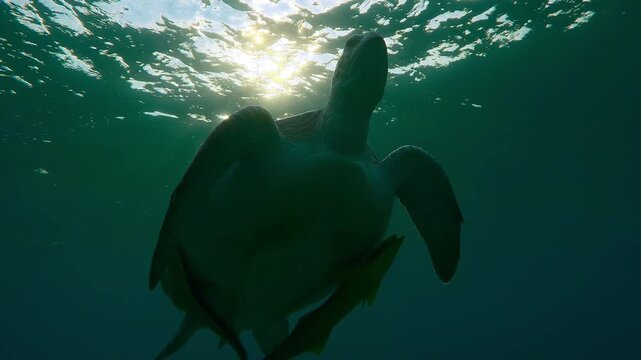 Close-up of silhouette Sea Turtle swims up, sun backlit by vivid sunbeams at sunset, Slow motion of Great Green Sea Turtle, Chelonia mydas swimming to surface of water in evening light