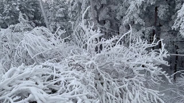 Frost covered bush with intricate icy branches near city ski hill in winter forest, detailed frozen textures under overcast sky, cold seasonal nature scene, Ventspils