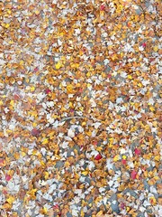Swamp surface in fall with leaves