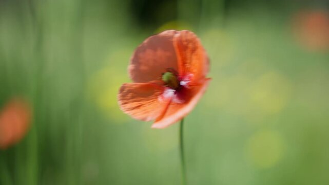Coquelicot