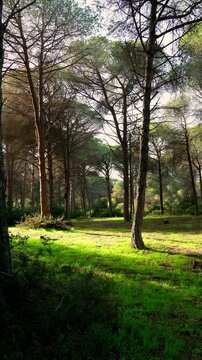 A beautiful view of a forest in the north of Tunisia