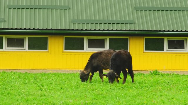 Cute calves with ear tags graze on lush green lawn at farm. Cow babies eat fresh grass near yellow building. Livestock cultivation