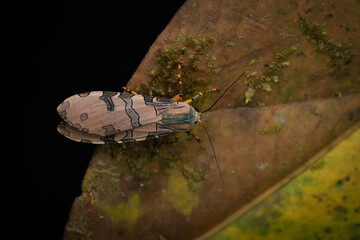 Neotropical silk moth sp. (Paradirphia sp.), Ecuador