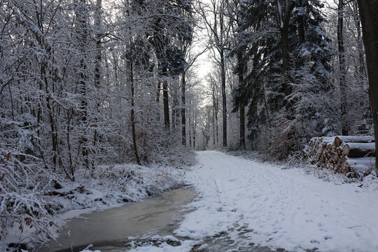 Winter landscape. Snow covered winter forest.