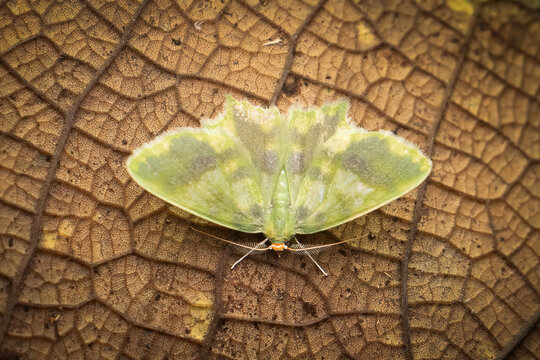 Portrait of the Emerald Moth (Cathydata batina) in the Ecuadorian Rainforest, Ecuador