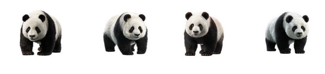 Fototapeta premium Four adorable panda bears walking in sequence digitally illustrated providing versatility on transparent background high quality