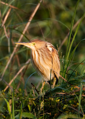 Yellow Bittern perched on a tree twig in a grassland