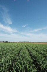Green wheat field with rows under clear blue sky in spring, agricultural landscape, sustainable farming, rural growth