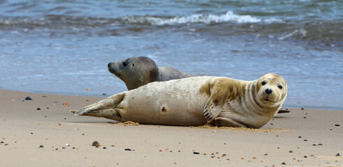 Fototapeta premium Common or Harbour Seal resting on shore