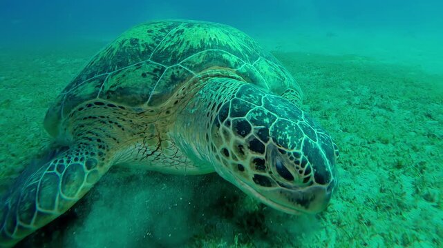 Frontal portrait of Sea Turtle swims and grazes on seabed eating seaweed in evening light, Slow motion, Close up of Great Green Sea Turtle, Chelonia mydas feeding on sea bottom at sundown