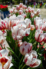 Flowerbed with white and red striped tulips in the foreground and defocused people walking around in the background during a tulip festival 