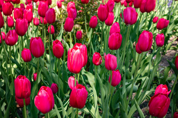 Flowerbed of red tulips growing in springtime 
