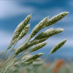 Naklejka premium Wild grass wheat weed field nature sky outdoor green closeup summer sway gently in breeze under blue sky