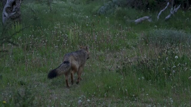 Culpeo fox standing in grass and wildflowers, looking directly toward the camera in Andean-Patagonian setting