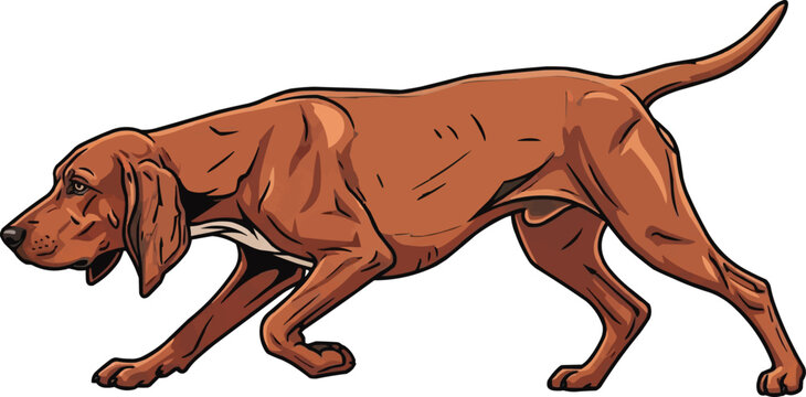 Redbone Coonhound dog alert focused tracking movement pose