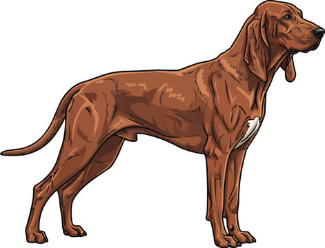 Redbone Coonhound dog standing profile view looking away