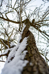 Obraz premium winter landscape