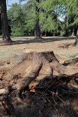 Naklejka premium Tree stump remains in a clearing surrounded by grass and roots after the tree has been cut down