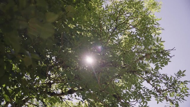Feuilles en contre plong&eacute;e avec flair soleil