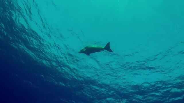 Bottom view of Sea Cow, Dugong dugon swimming under surface of turquoise water, Wide-angle shot, Slow motion