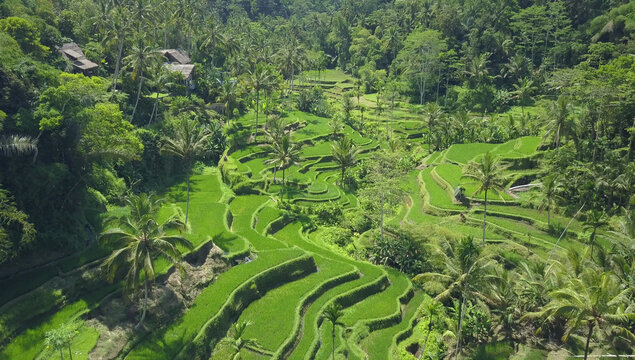 AERIAL: Flying over popular tourist attraction of vast meandering rice terraces.