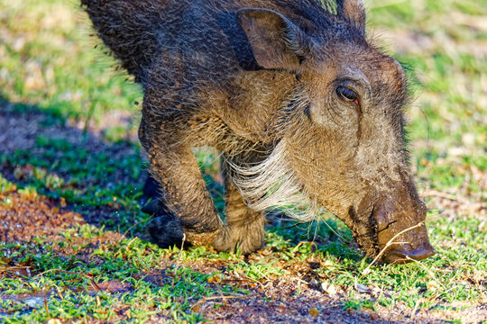 Warzenschwein
