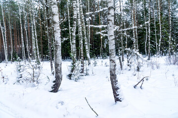 Winter landscape. A snow-covered forest. A group of birch trees in the foreground, with a pine forest in the background. Poland, Europe.