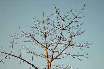 Obraz premium Bare Tree Branches with Perched Bird Against a Clear Sky