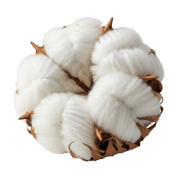 Cotton boll close-up isolated on transparent background