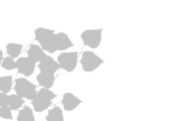 Natural floral leaves shadow overlay effect isolated on transparent background. Shadow mockup for decoration and design. Spring summer design elements. PNG