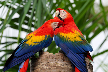 Obraz premium A pair of nesting scarlet macaws preen and cuddle on top of a palm stump in Costa Rica