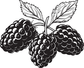 Vector illustration of a ripe blackberry bunch on a green leafy branch and a sweet grape vine design isolated on a white background for healthy food icons