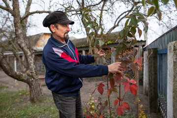 A man works in the garden. Garden care. Autumn garden work. Caring for blackberry bushes. Rural housework