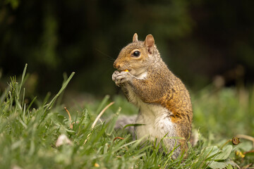 Obraz premium Squirrel Eating in Grass
