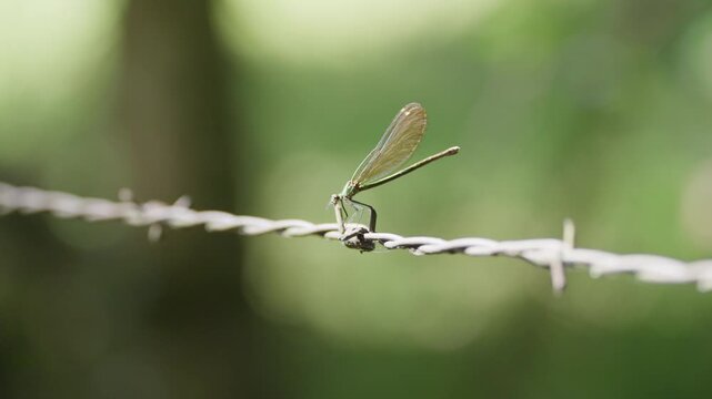 Libellule sur un fil