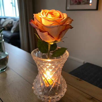 Burning rose in a crystal vase symbolizing fragile beauty passion transformation pain love mystery time eternity light shadow emotion art