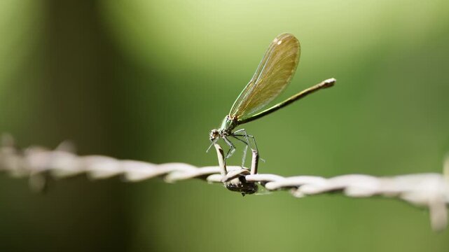 Libellule sur fil de fer