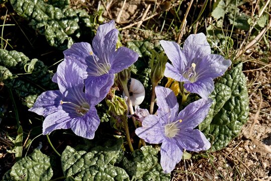 Autumn Mandrake (Mandragora autumnalis) growing in the ancient Roman city of Uthina (Oudna). Tunisia. Africa.
