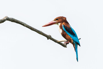 Obraz premium A beautiful White-breasted kingfisher or White-throated kingfisher (Halcyon smyrnensis) sitting on a branch, isolated on white background