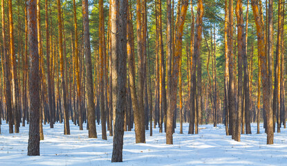 Obraz premium forest in snow at the bright winter day